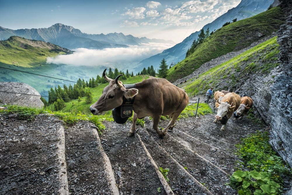 Cows walking up the stairs in the Swiss Alps.