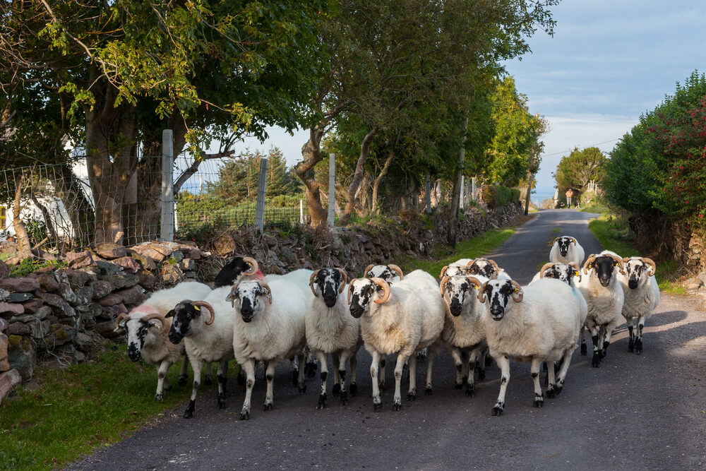 Herd of sheep walking on a small rural road in County Kerry, Ireland.