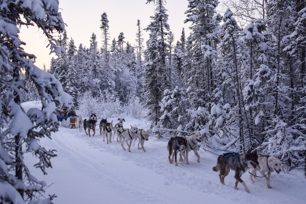 Dog sledding in Yellowknife, Northwest Territories in Canada.