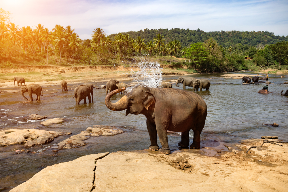 Elephants bathing in the river in Sri Lanka.