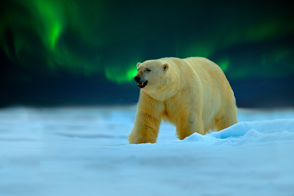 Polar Bear walking on snow with northern lights in the background