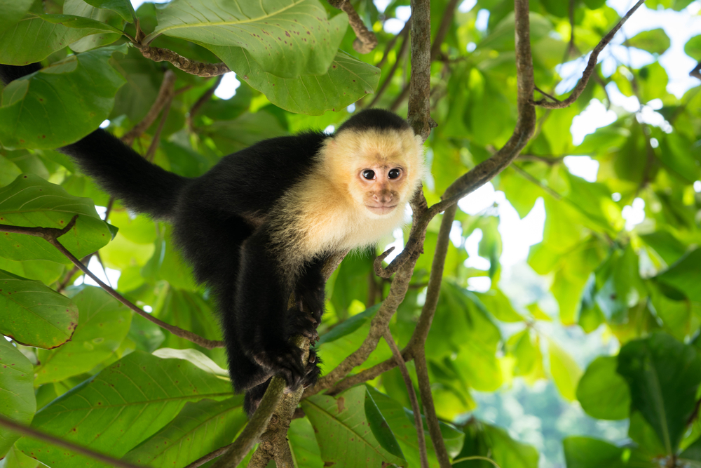 White-Headed Capuchin monkey in Manuel Antonio, the rainforest of Costa Rica.