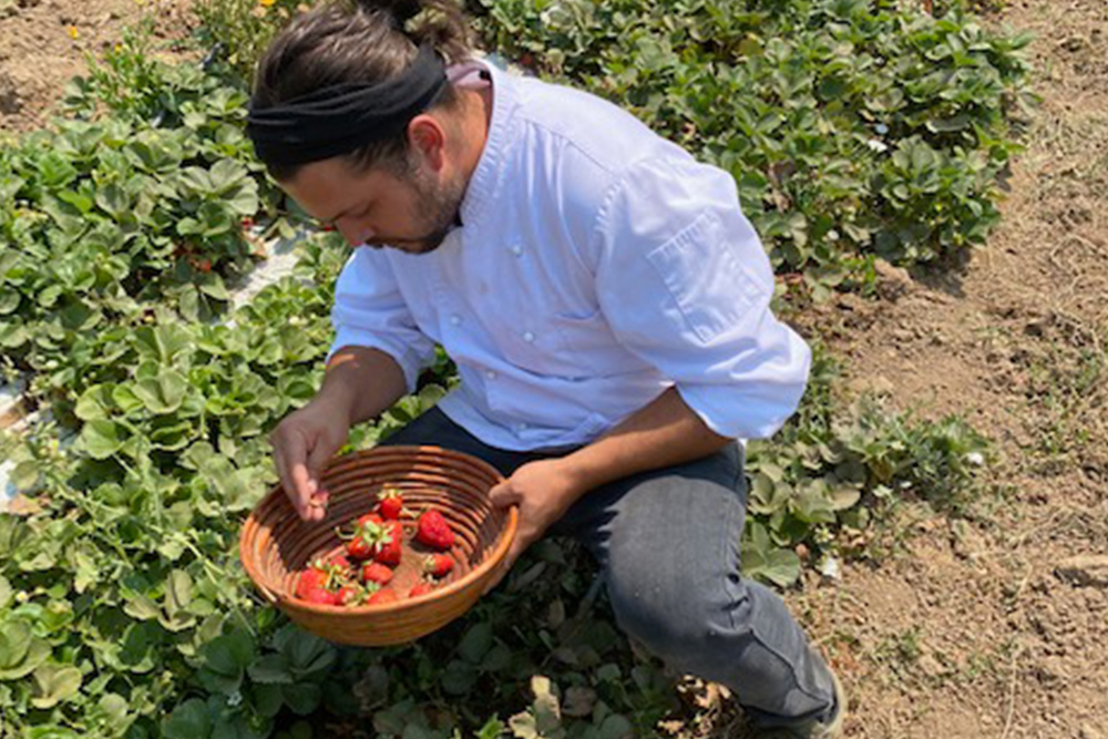 A chef picking strawberries