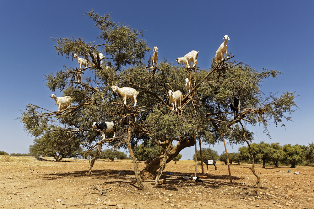 Argan trees and the goats on the way between Marrakesh and Essaouira in Morocco.