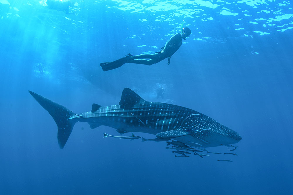 Diver swimming with whale shark