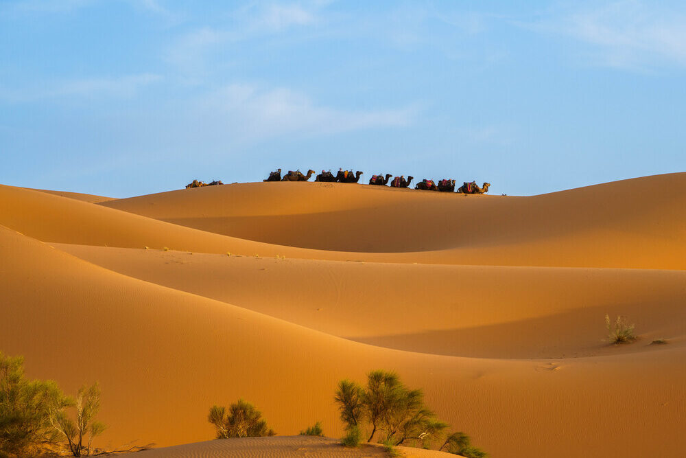 Camel trek through the Sahara Desert, Morocco.