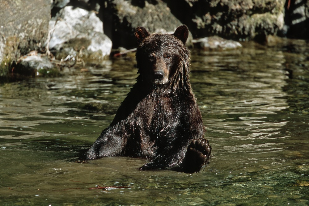 Grizzly bear in Nakina River. 