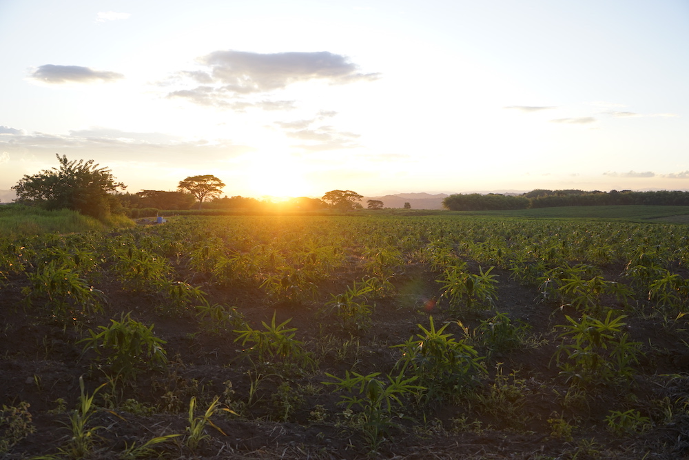 Sunset at Bombusa Farm in Colombia's coffee region
