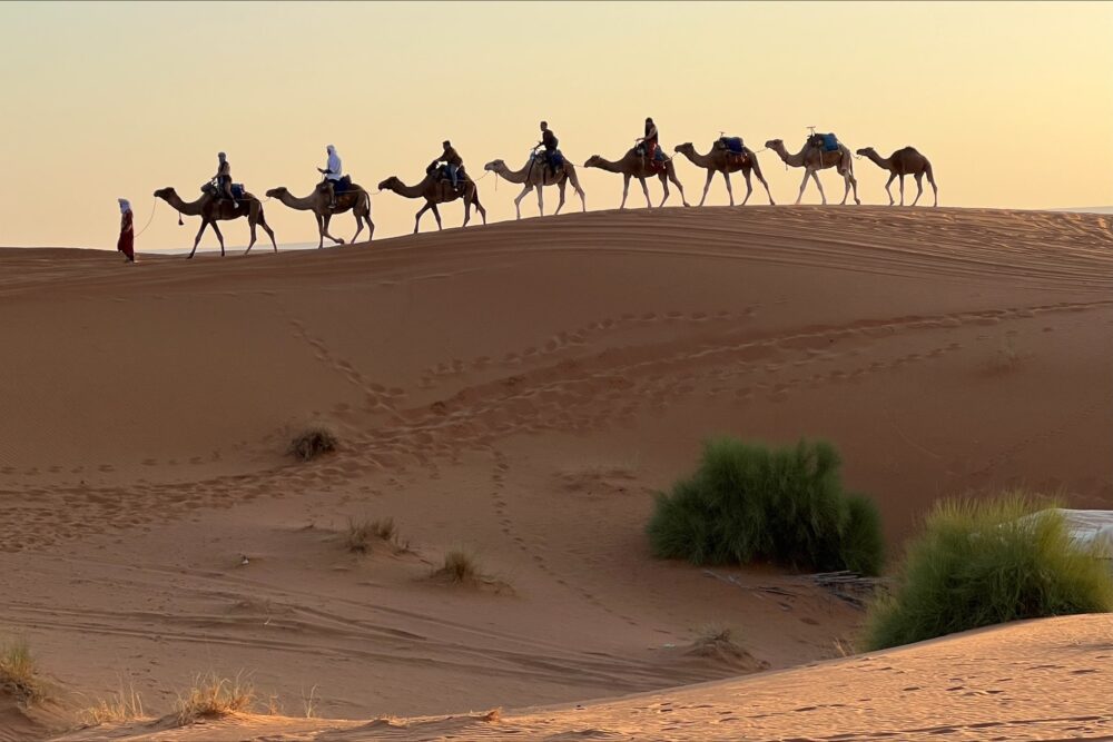Camels in Morocco's desert.