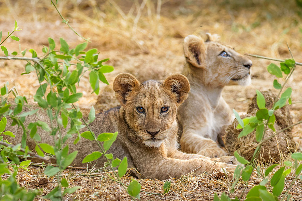 Two young lion cubs ( Panthera Leo) looking at the camera, Samburu National Reserve, Kenya.