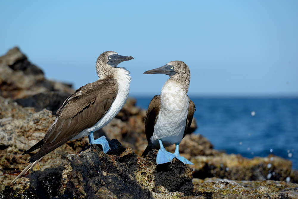 Blue-footed Booby on rocks, in Galapagos Islands.