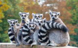 A group of resting lemurs katta looking at the camera.