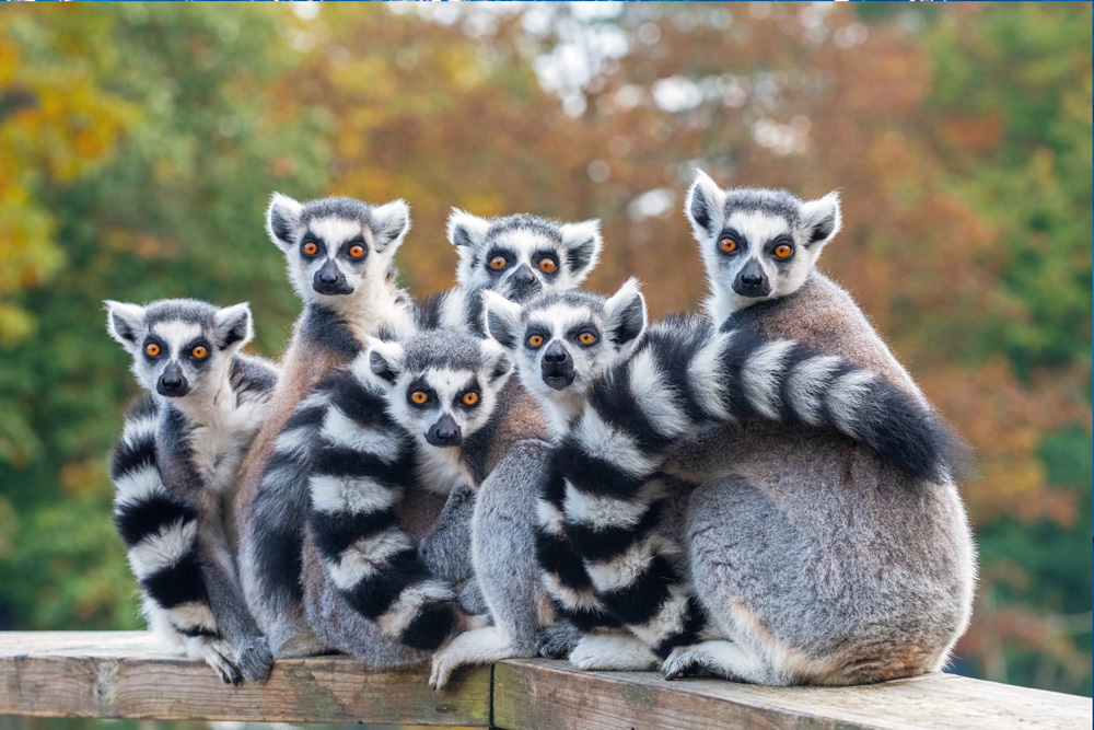A group of resting lemurs katta looking at the camera.