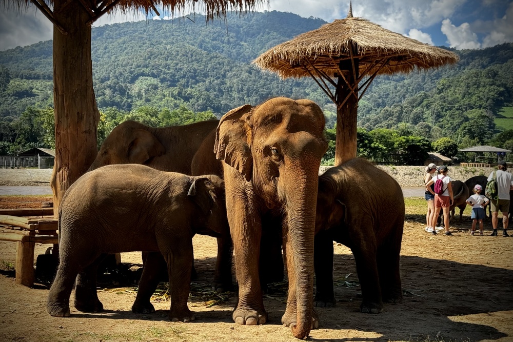 The Elephant Nature Park outside Chiang Mai, Thailand.