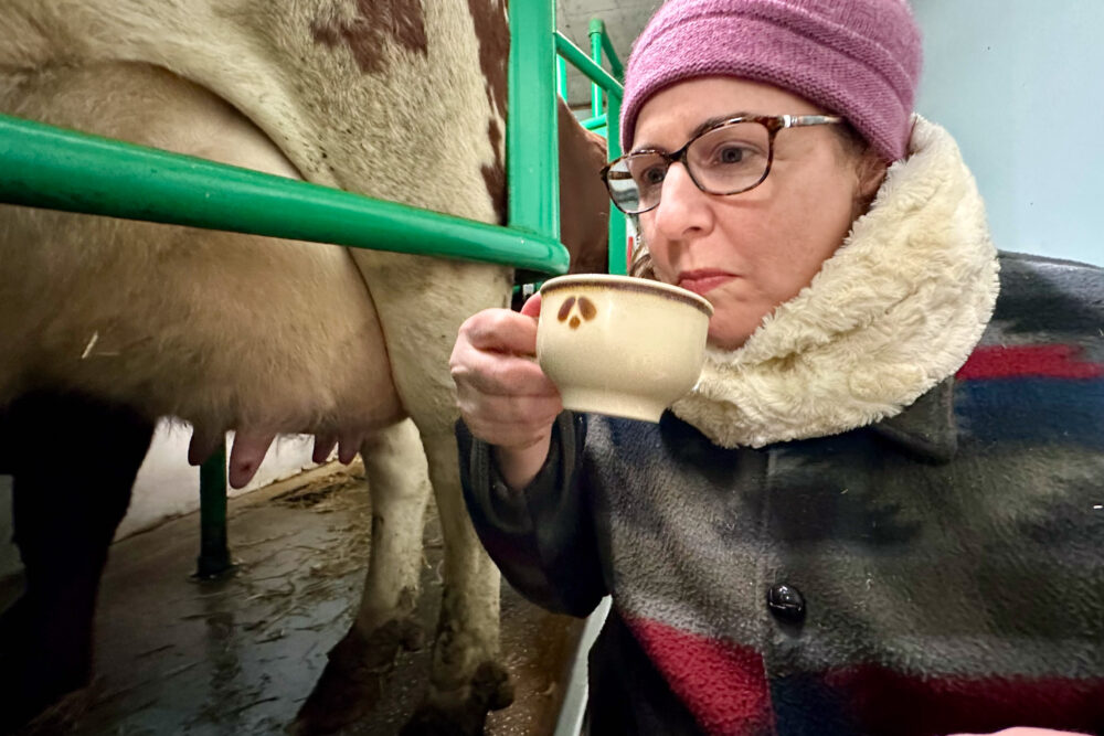 Wendy tasting the still-warm milk from a teacup.