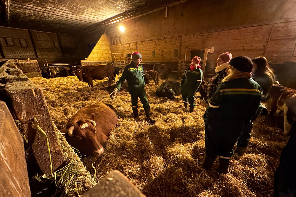 Visiting the happy cows at the barn.