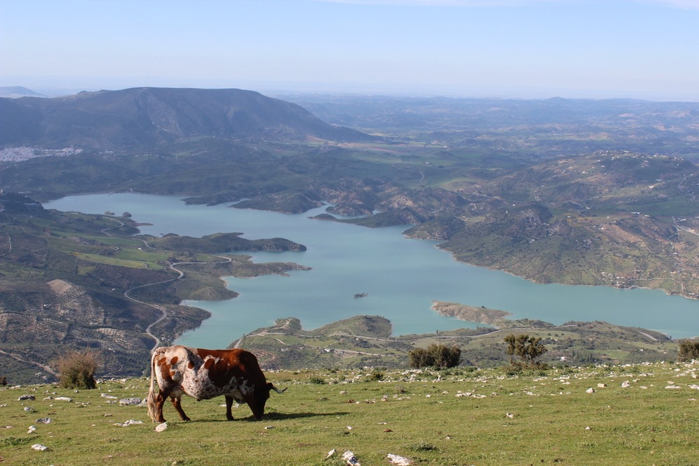 A cow eating grass in the Sierras of Cadiz with a lake in the background.