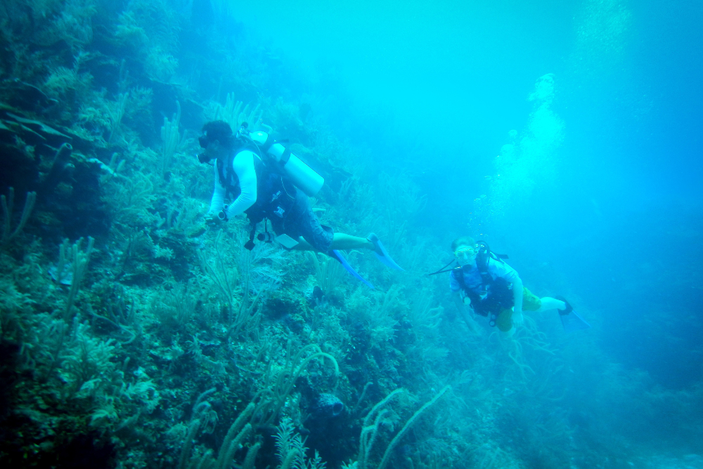 Two people scuba diving
