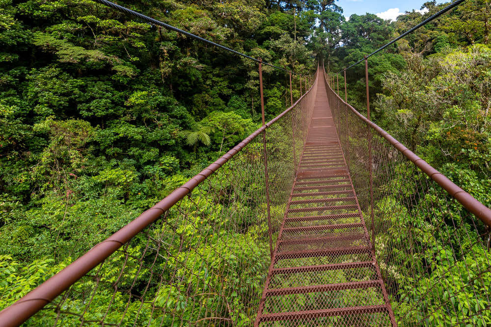 Old hanging bridge in a rainforest.
