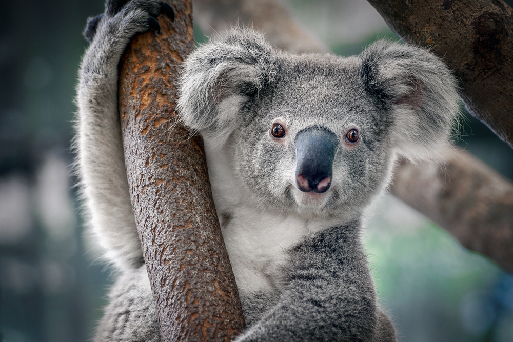 Koala on a tree.
