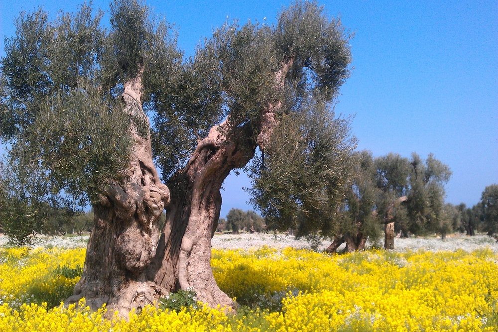 Olive trees on a sunny day surrounded by lots of yellow flowers.