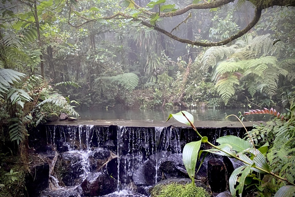 A waterfall in the Nectandra Cloud Forest, Costa Rica.