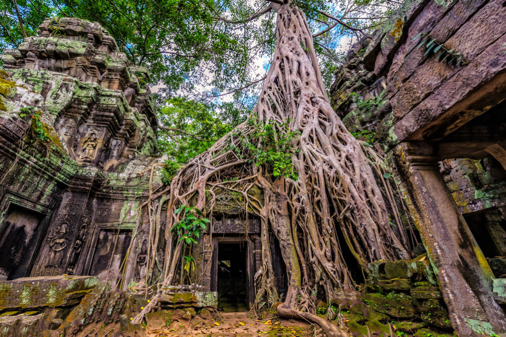 Panorama of ancient stone door and tree roots.