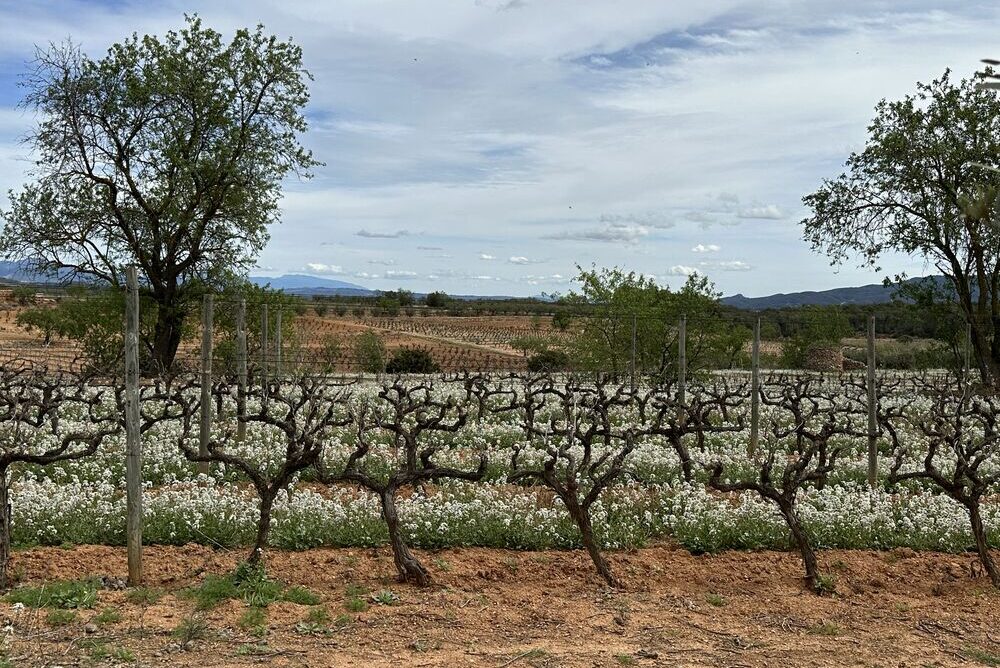 The corpinnat sparkling wine vineyard Recaredo in Spain.