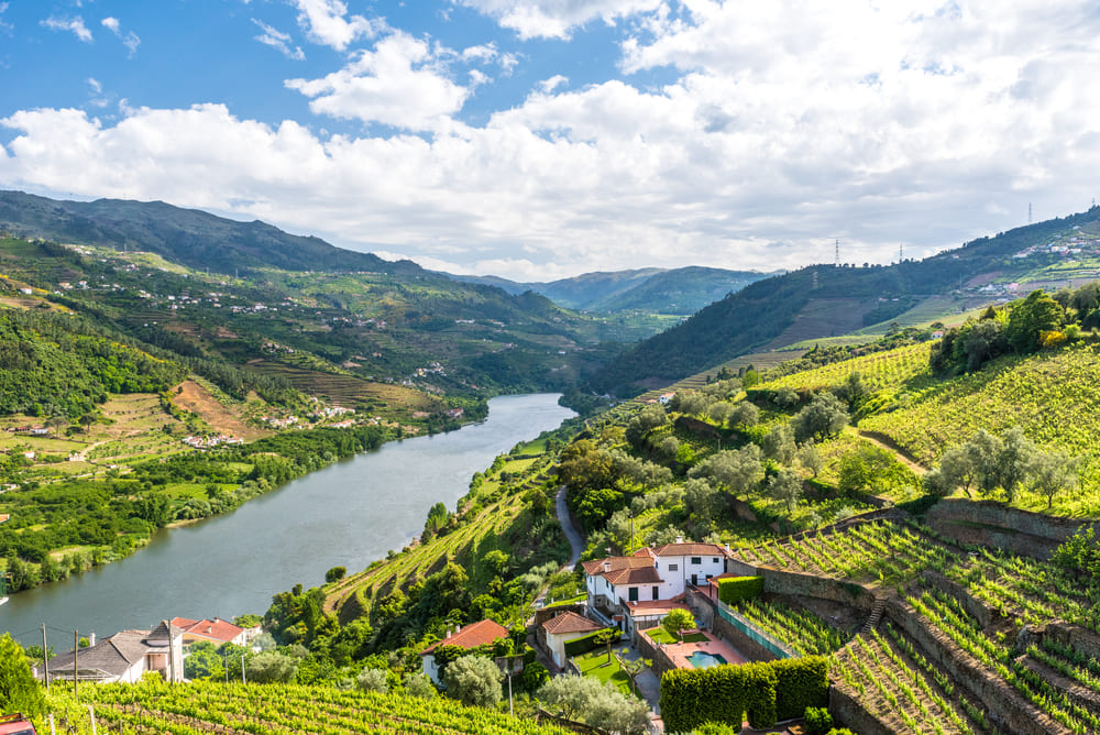 Vineyards in the Douro River region in Portugal.