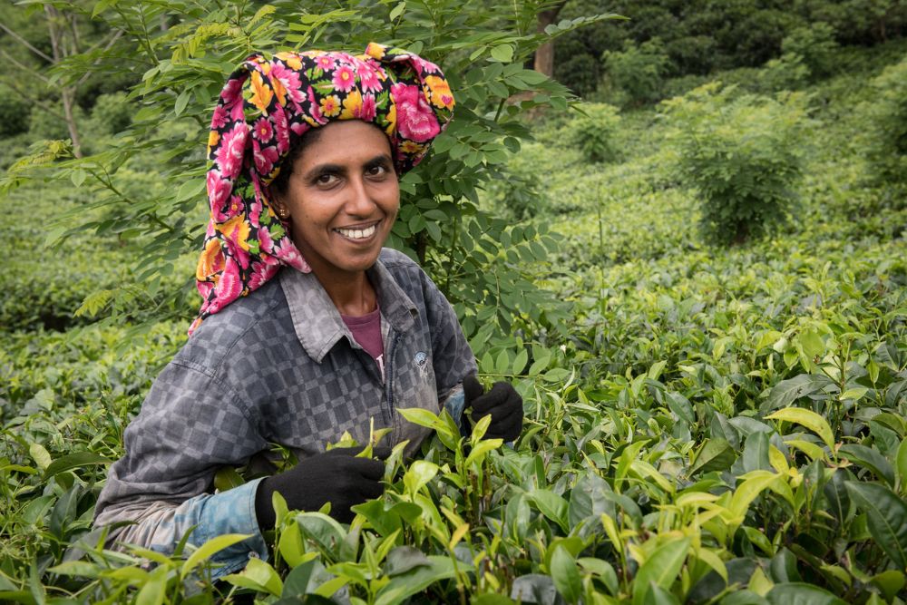 A local tea picker on Sri Lanka’s Pekoe Trail. 