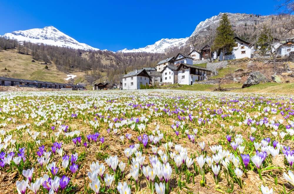 Crocus field in Bosco Gurin, Vallemaggia, Canton of Ticino, Switzerland.