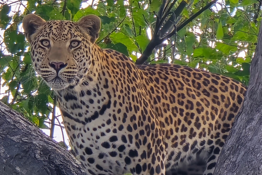 Leopard in a tree, seen during an African safari.