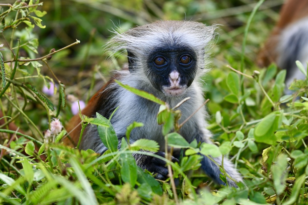 A red colobus monkey in the Jozani Forest, Zanzibar.
