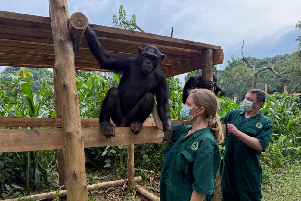 Brook Wilkinson with a chimpanzee at Uganda Wildlife Education Centre.