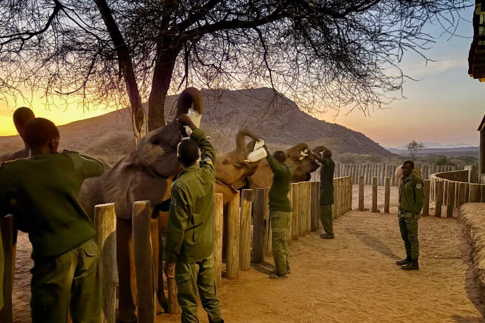 Locals feeding elephants at Reteti Wildlife Sanctuary in Kenya.