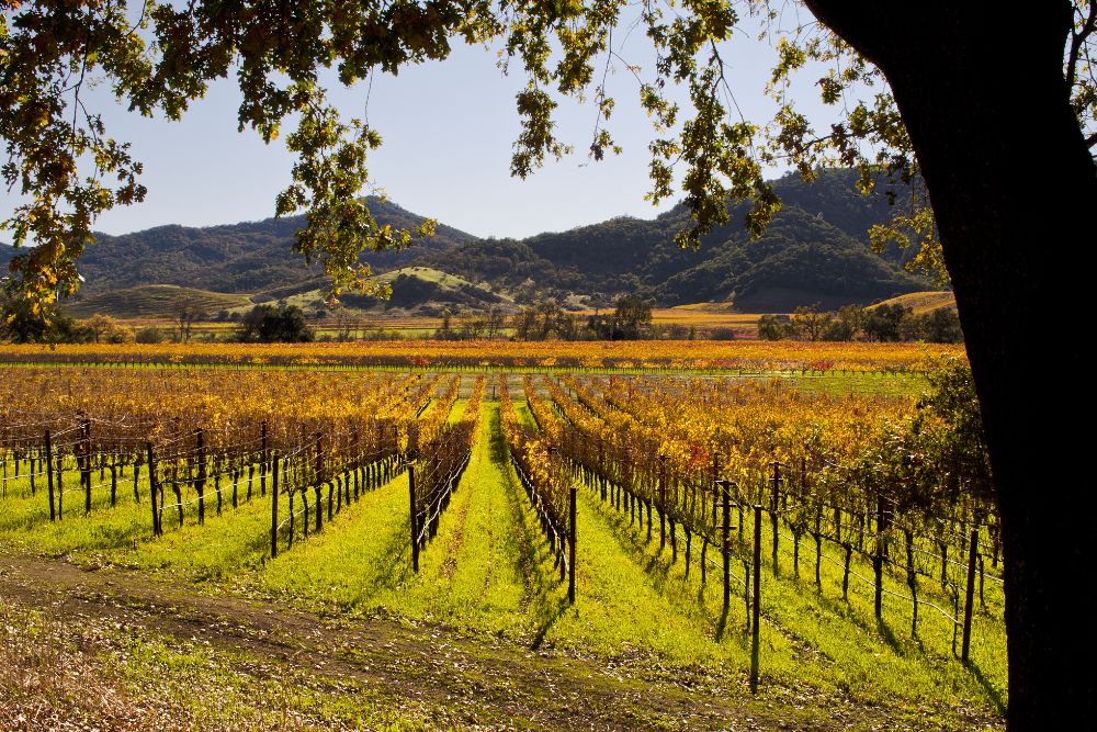 Vineyards in Napa Valley during fall.