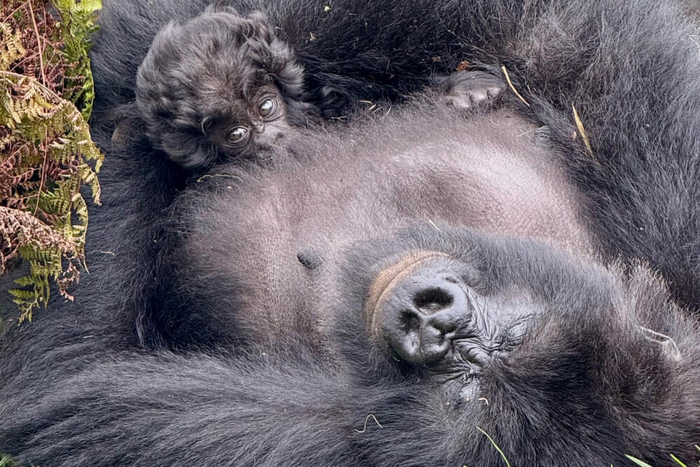 Two gorillas seen during a gorilla trekking experience in Rwanda.