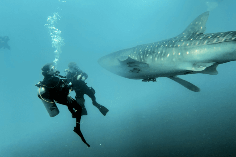 Laird Broadfield and Joanne Stark diving with whale sharks in Indonesia.