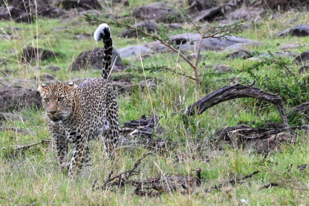 Leopard in Masa Mara, Kenya.