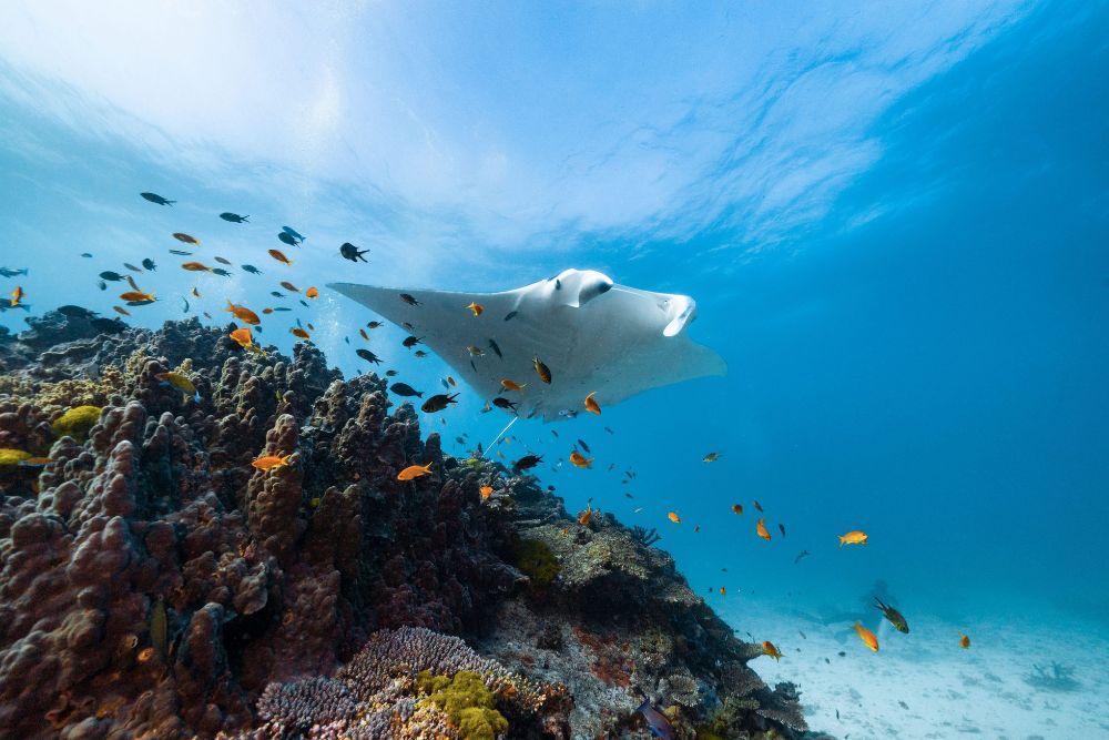 Manta rays in Lady Elliot Island, Great Barrier Reef, Australia.