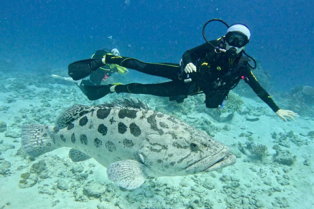 Rachel Phillips dives with a cod fish at the Cod Hole dive site in Australia.