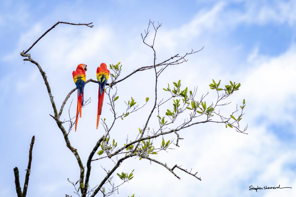 A pair of scarlet macaws seen during a mangrove boat tour in Costa Rica.