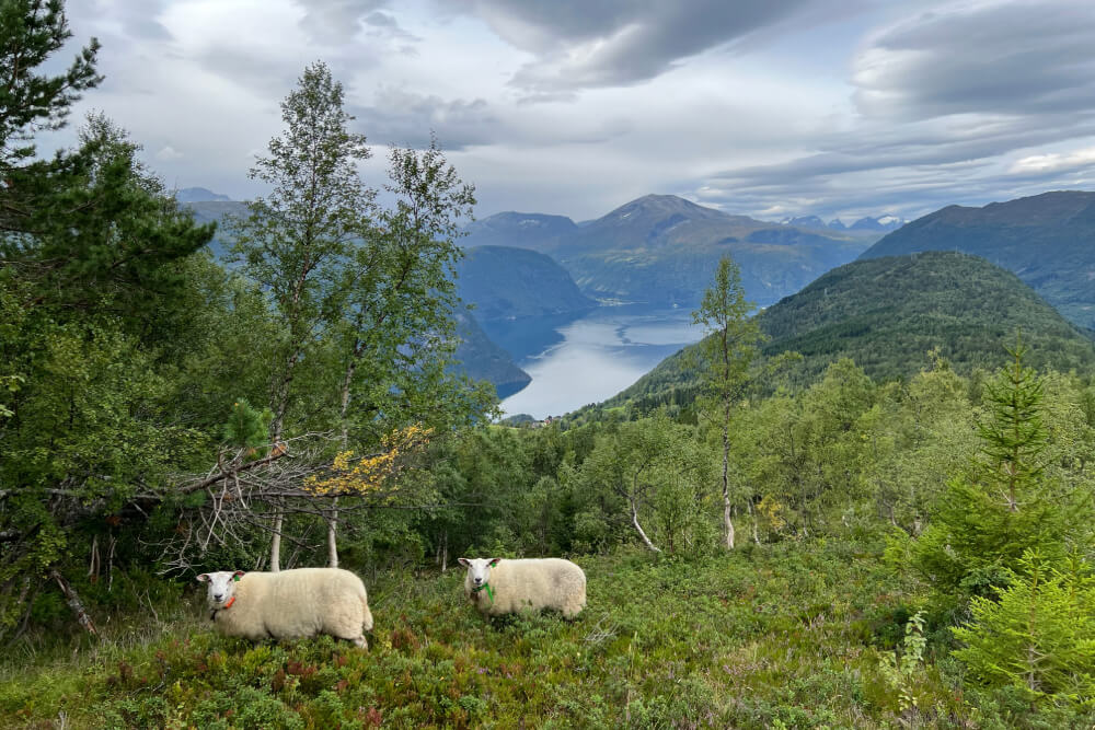 Two sheep and a view overlooking Hjørundfjord in Norway.