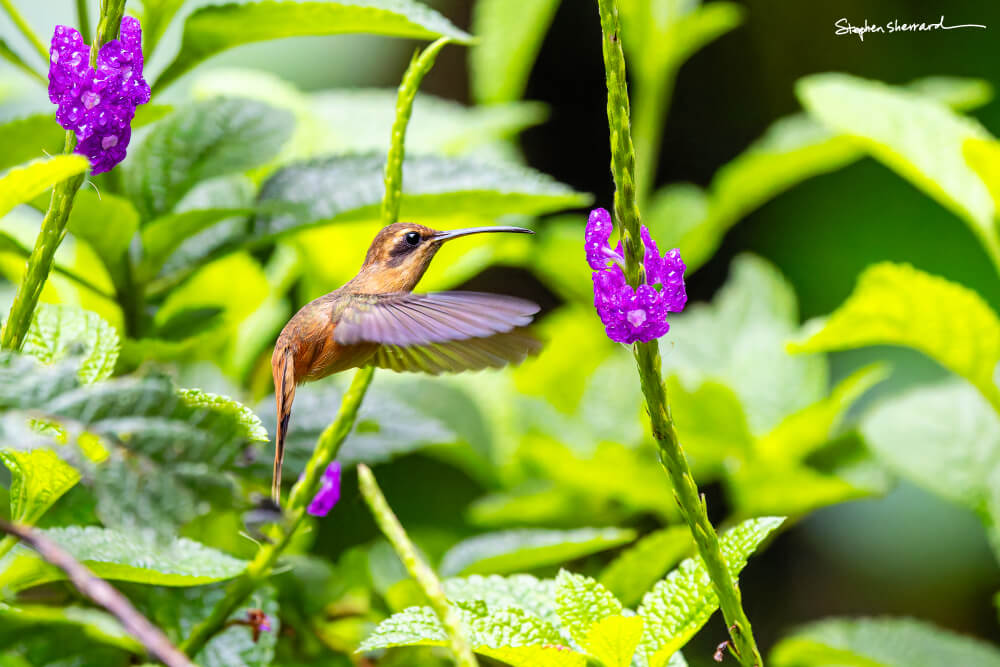 The stripe-throated hermit hummingbird at the Corcovado National Park in Costa Rica.