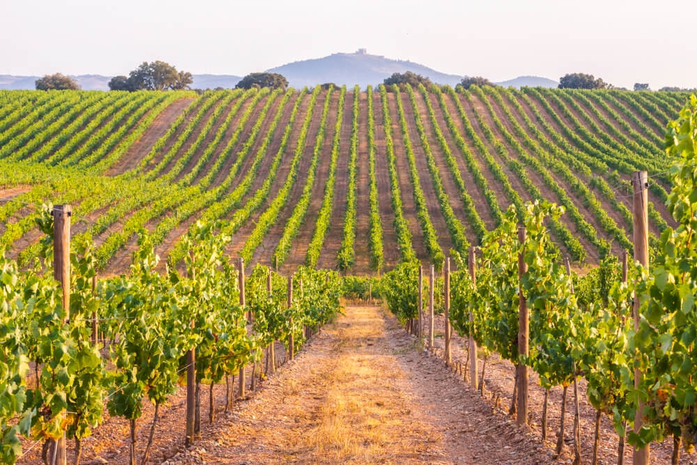 A vineyard in Alentejo region, Portugal, at sunset.