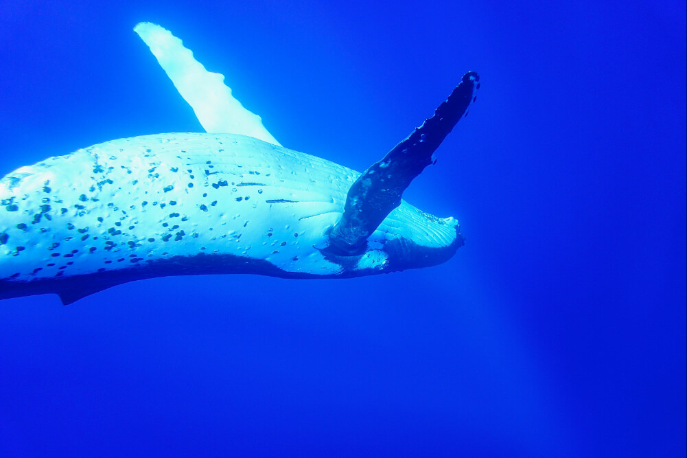A whale swimming in the waters around Aitutaki.