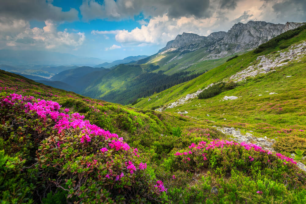 Summer landscape with colorful flowers in the Carpathians, Transylvania, Romania.