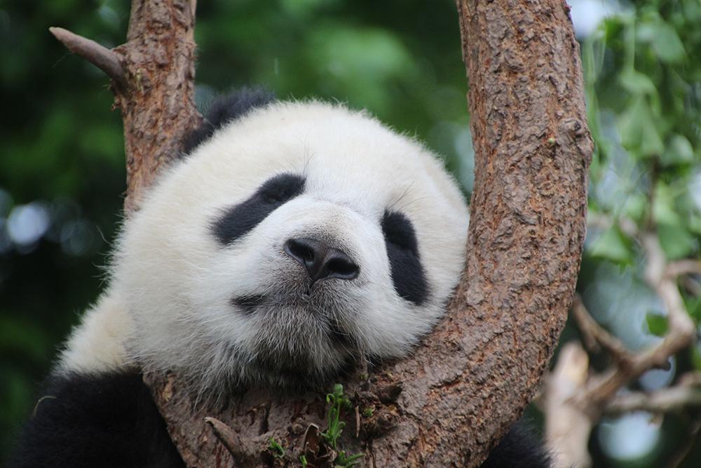 A close up of a panda.