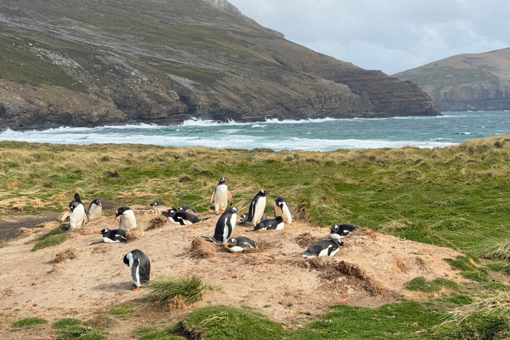 Penguins on the Falkland Islands.