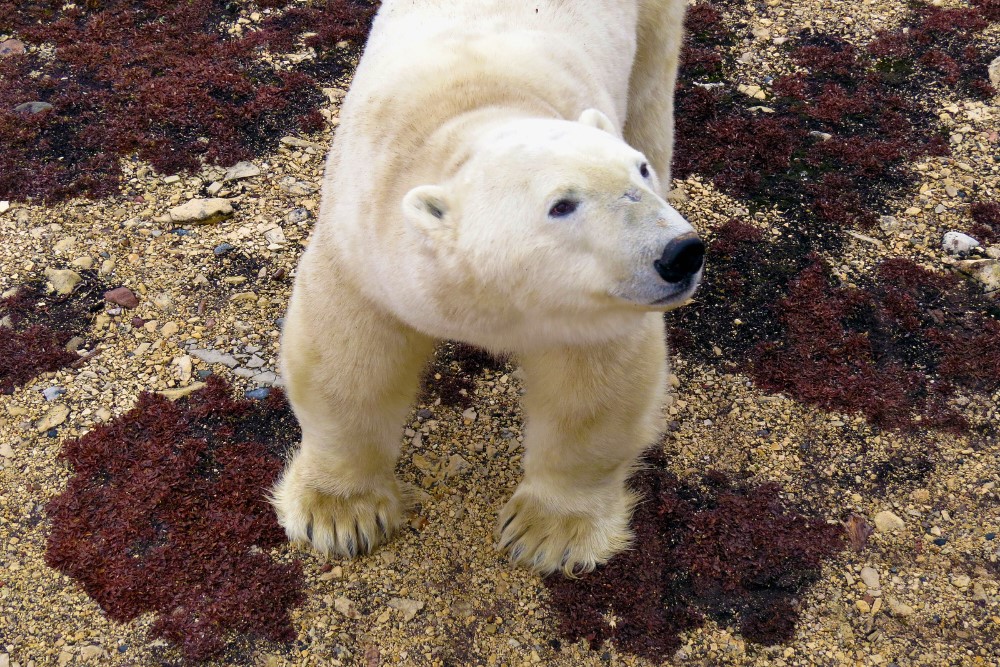 A polar bear in Churchill, Manitoba.